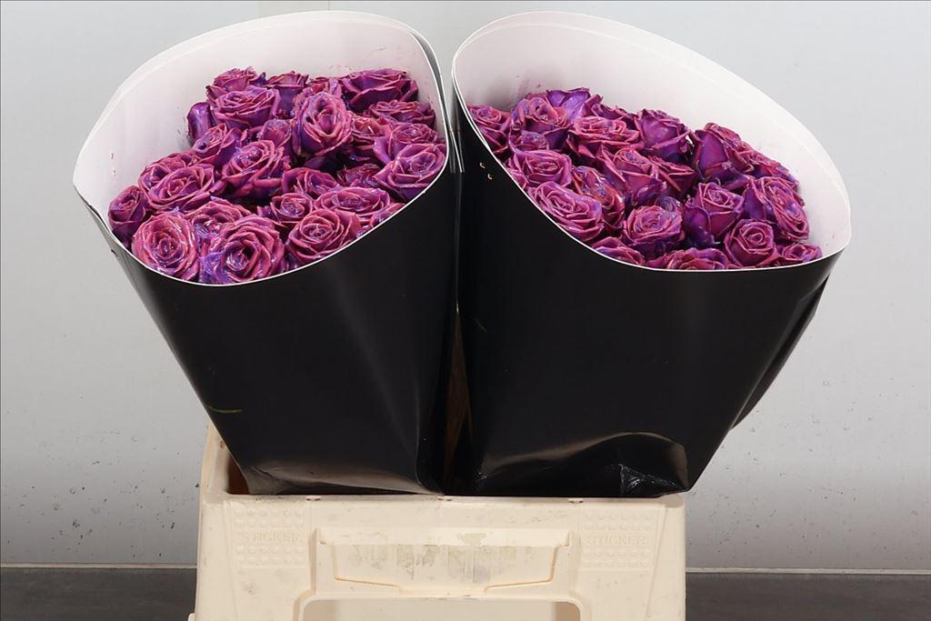 Срезанные цветы оптом Rosa spray wax purple от 20шт из Голландии с доставкой по России