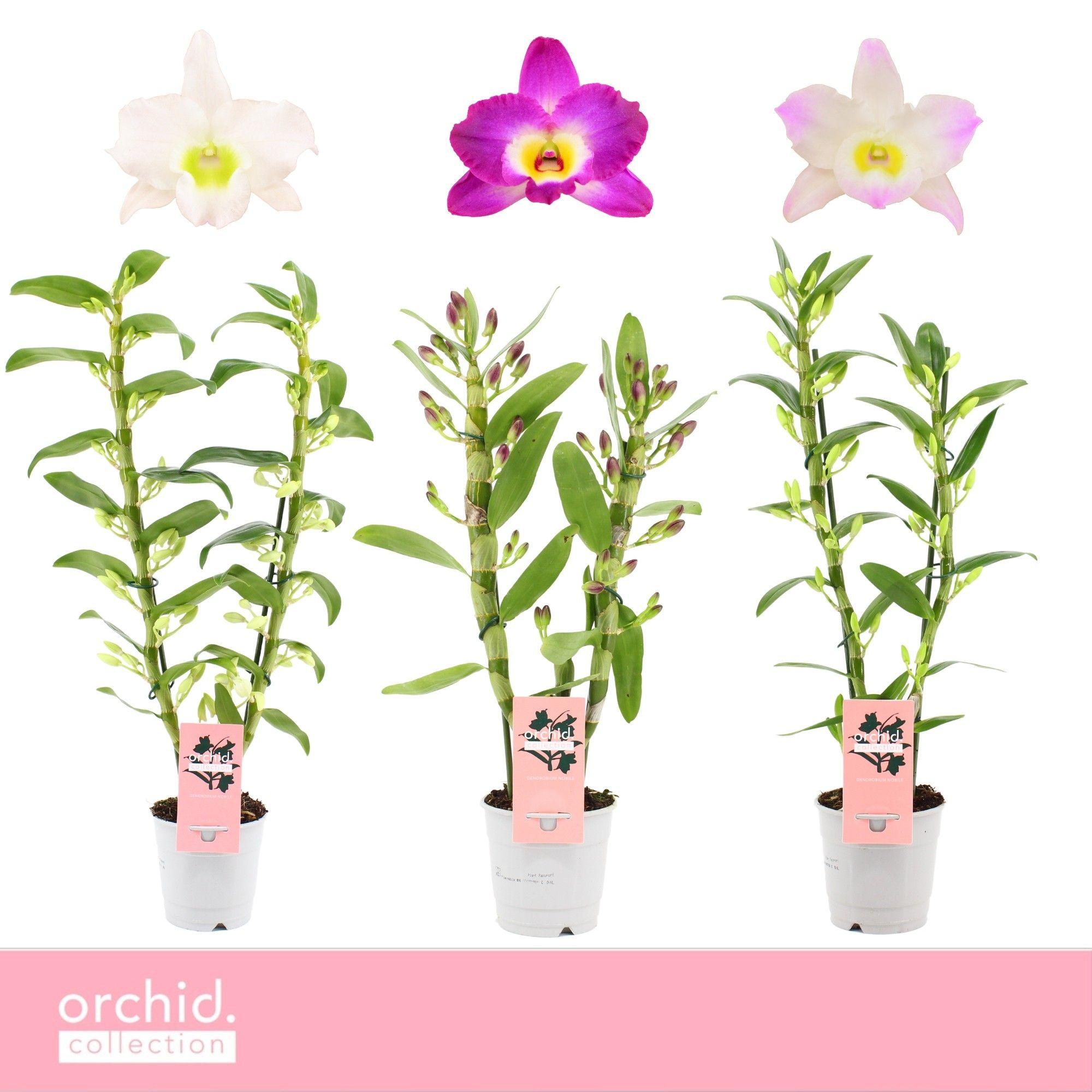 Горшечные цветы и растения оптом Dendr Nob 2st Basic от 6шт из Голландии с доставкой по России