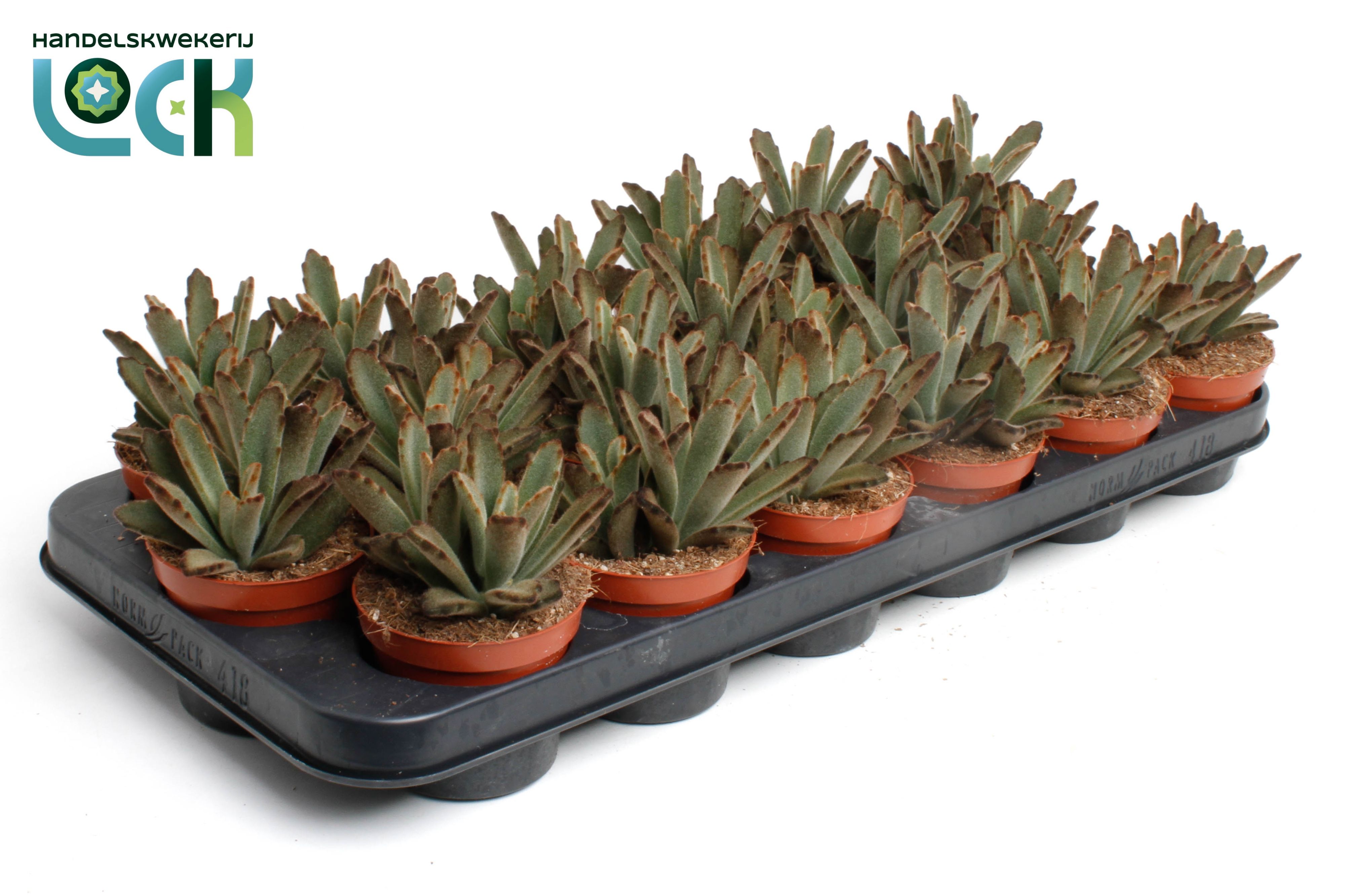 Горшечные цветы и растения оптом Kalanchoe Tomentosa Aida от 18шт (для телеги) из Голландии с доставкой по России