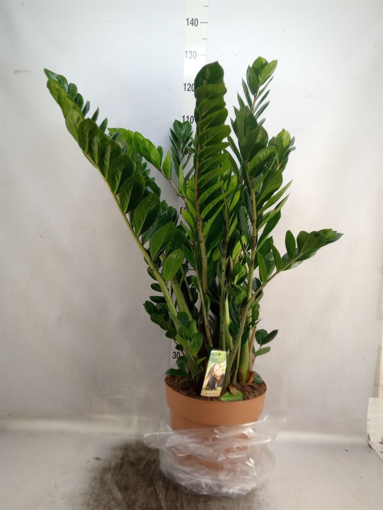 Горшечные цветы и растения оптом Zamioculcas Zamiifolia от 1шт из Голландии с доставкой по России