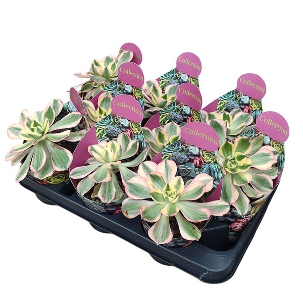 Горшечные цветы и растения оптом Aeonium Sunburst Potcover от 9шт из Голландии с доставкой по России