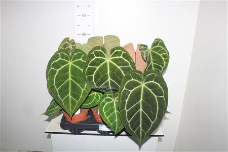 Горшечные цветы и растения оптом Anthu Crystallinum от 6шт из Голландии с доставкой по России