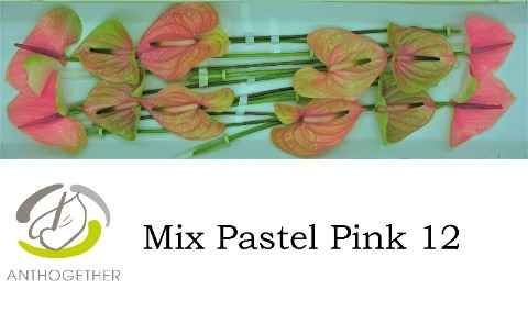 Срезанные цветы оптом Anthurium mix pastel pink от 6шт из Голландии с доставкой по России