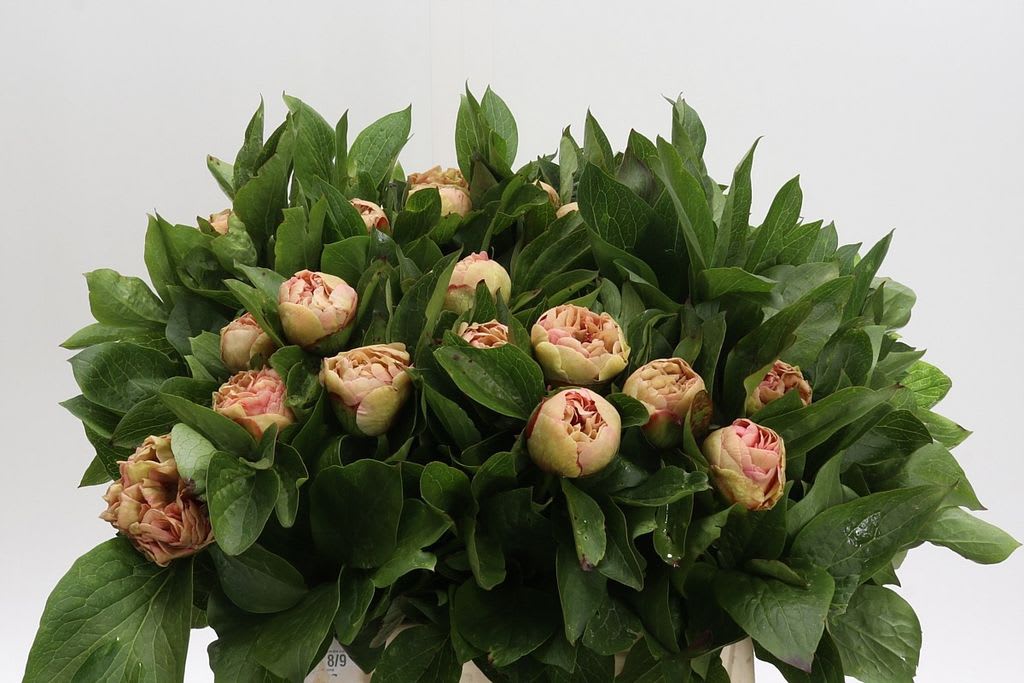 Срезанные цветы оптом Paeonia loise choice от 30шт из Голландии с доставкой по России