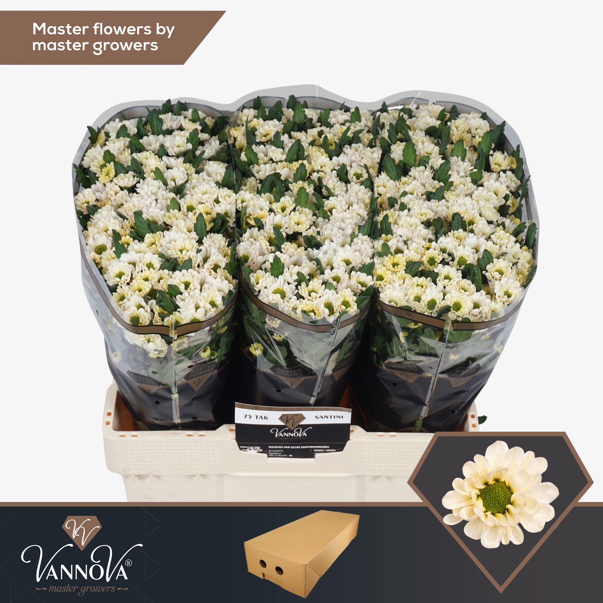 Срезанные цветы оптом Chrys sa rossi white от 100шт из Голландии с доставкой по России