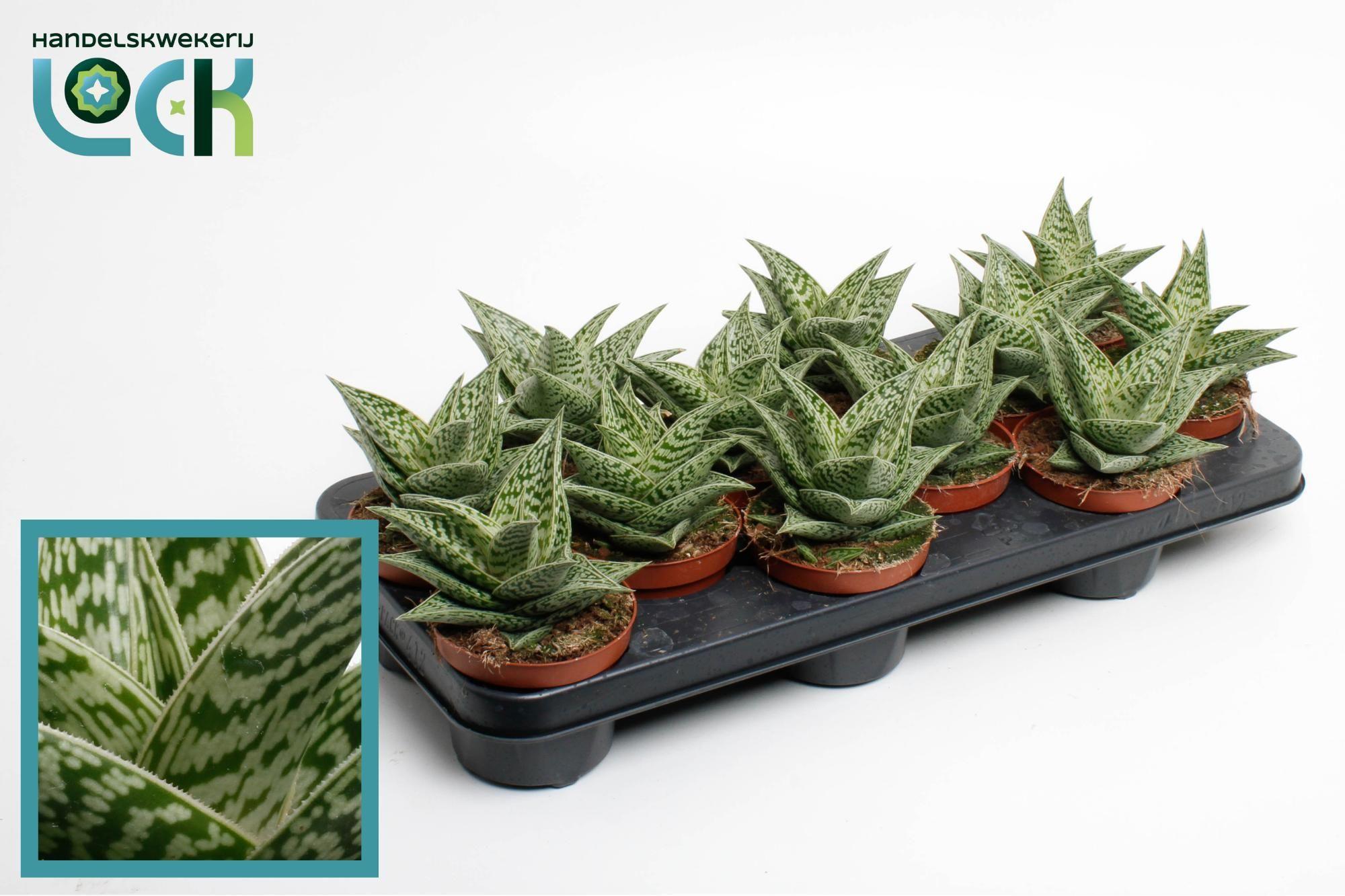 Горшечные цветы и растения оптом Aloe Variegata Tribal от 12шт из Голландии с доставкой по России