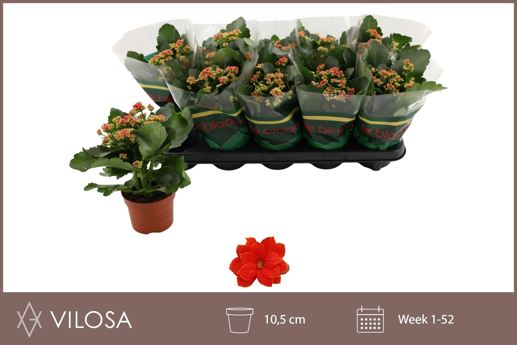 Горшечные цветы и растения оптом Kal Ge Amador Red от 10шт из Голландии с доставкой по России