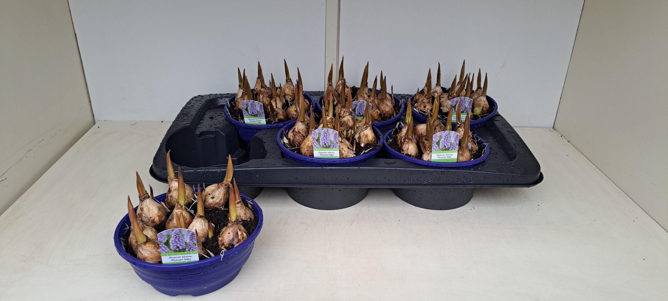 Горшечные цветы и растения оптом Muscar Lindsay от 6шт из Голландии с доставкой по России