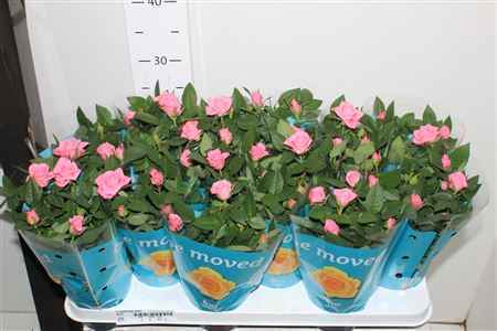 Горшечные цветы и растения оптом Ro Sparkling Jewel Rossa от 12шт из Голландии с доставкой по России