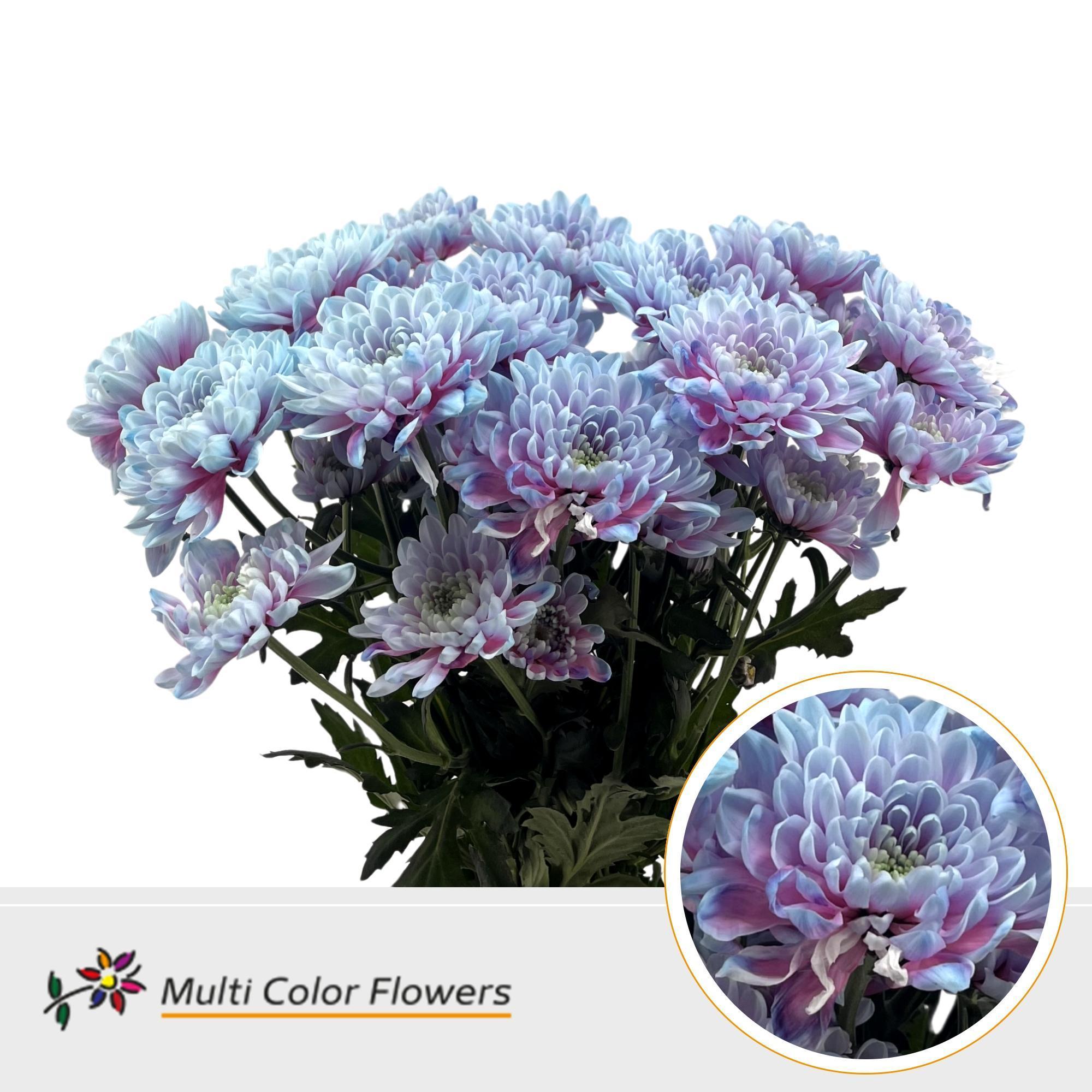 Срезанные цветы оптом Chrys sp paint altaj mermaid от 40шт из Голландии с доставкой по России