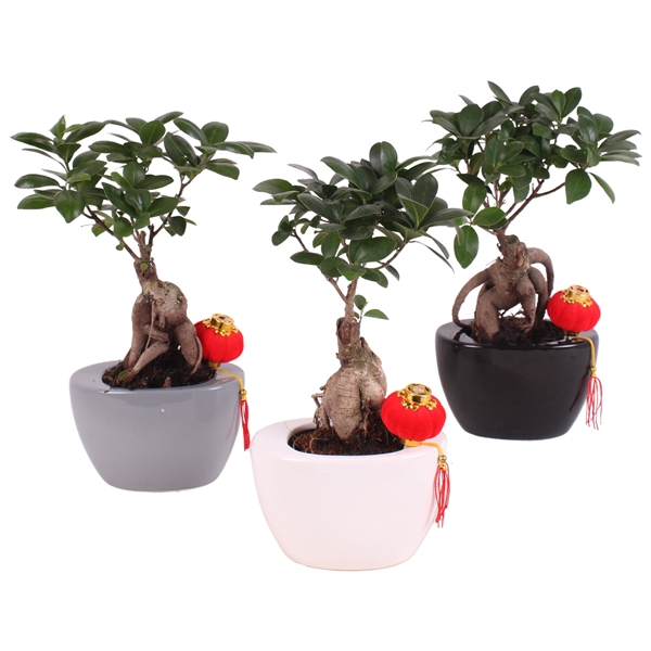 Горшечные цветы и растения оптом Ficus Ginseng In Folded Pot Colormix Chinese от 12шт из Голландии с доставкой по России