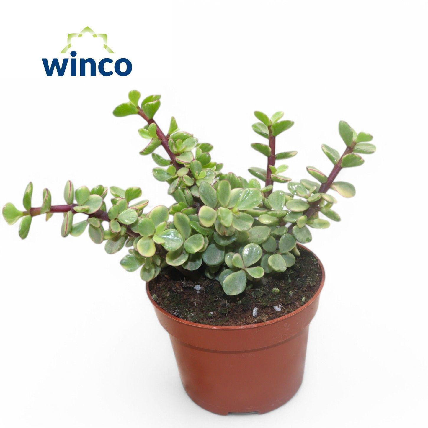Горшечные цветы и растения оптом Crassula Afra Variegata от 10шт из Голландии с доставкой по России