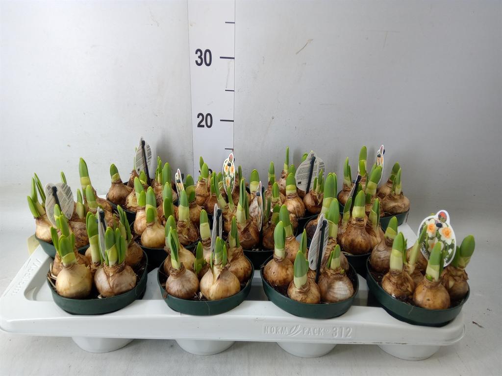 Горшечные цветы и растения оптом Narcissus   ... от 12шт из Голландии с доставкой по России