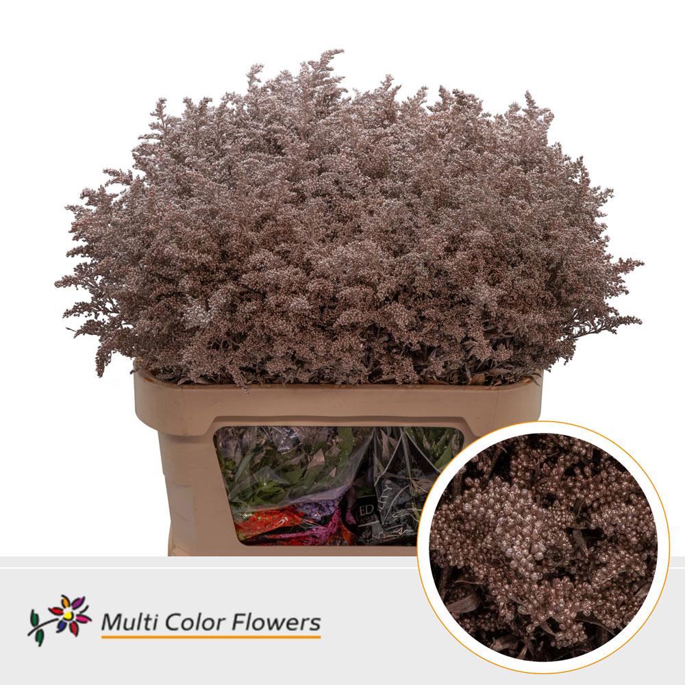 Срезанные цветы оптом Solidago paint champagne от 100шт из Голландии с доставкой по России