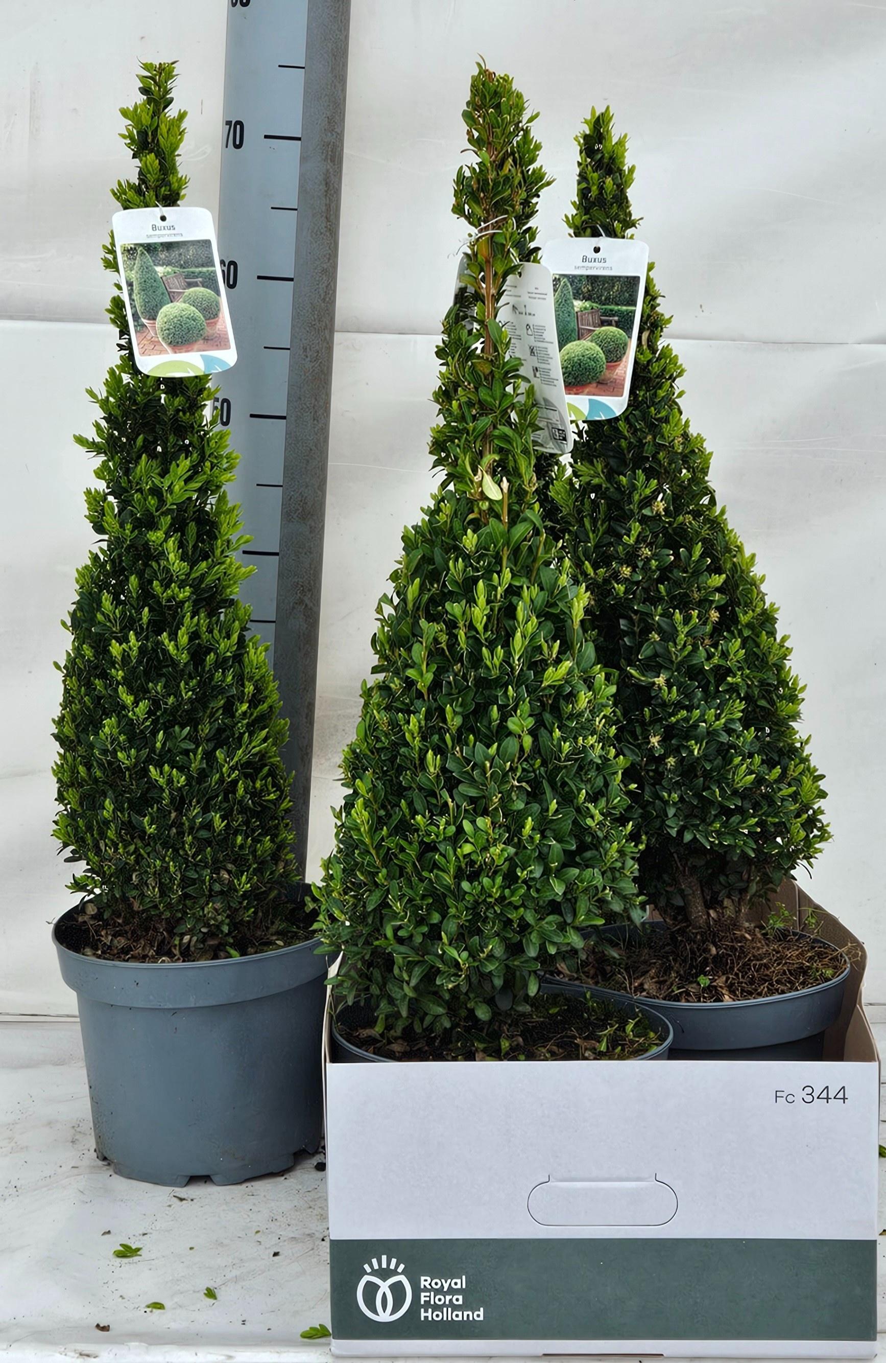 Горшечные цветы и растения оптом Buxu Se Pyramidalis от 5шт из Голландии с доставкой по России