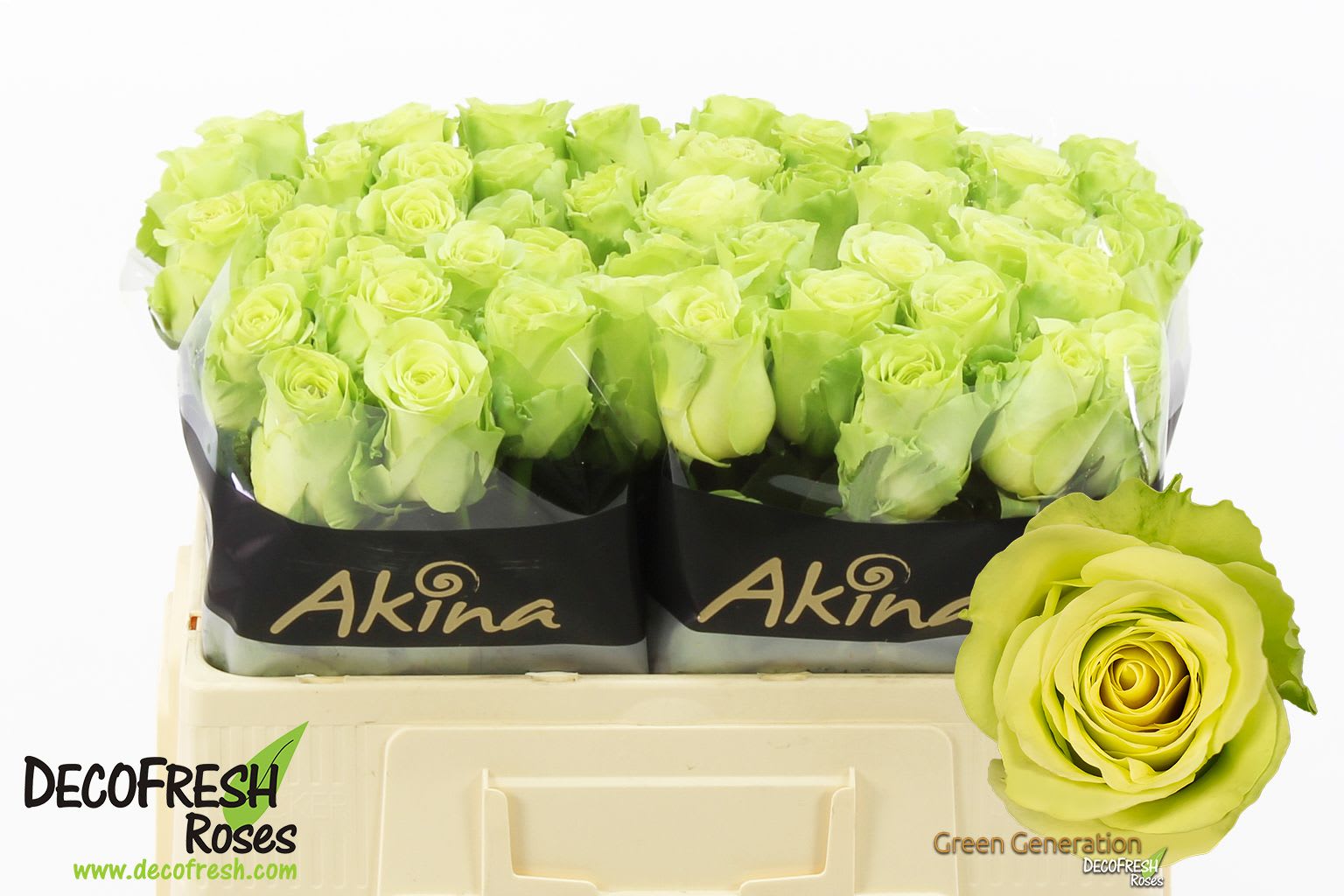 Срезанные цветы оптом Rosa large green generation от 60шт из Голландии с доставкой по России