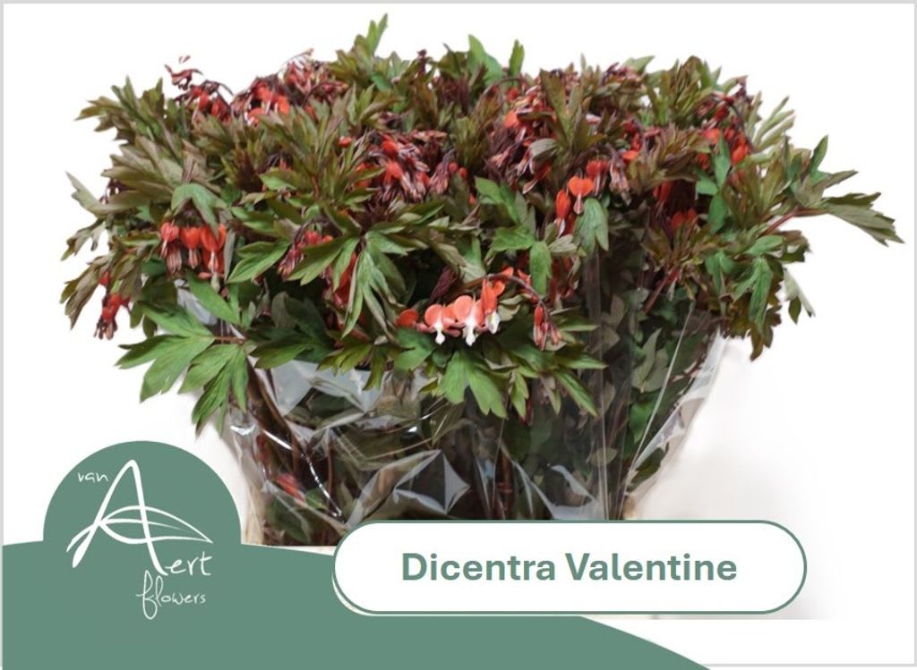 Срезанные цветы оптом Dicentra spectabilis valentine от 50шт из Голландии с доставкой по России