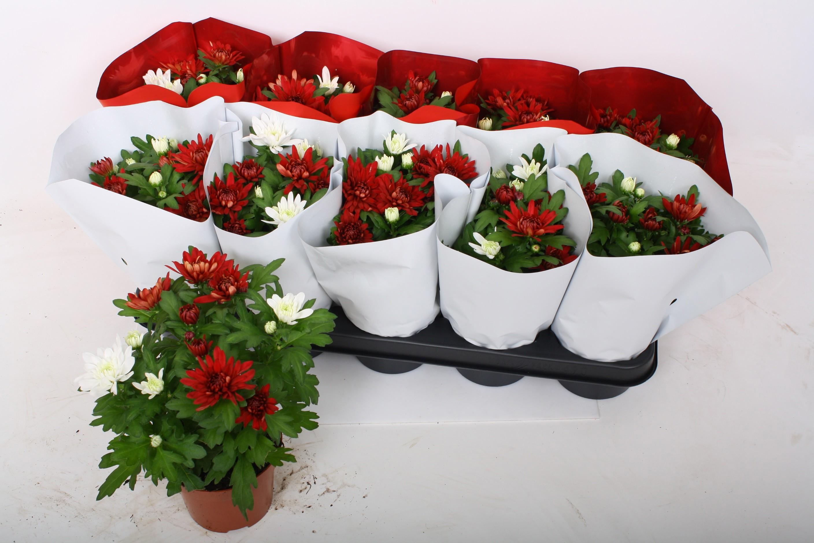 Горшечные цветы и растения оптом Chrys Chrystal Gem от 10шт из Голландии с доставкой по России