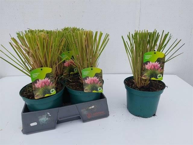 Горшечные цветы и растения оптом Cortaderia Se Rosea от 5шт из Голландии с доставкой по России