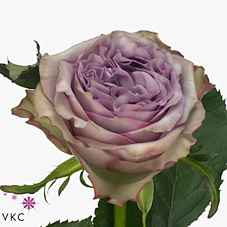 Срезанные цветы оптом Rosa la dolcetto от 180шт из Голландии с доставкой по России