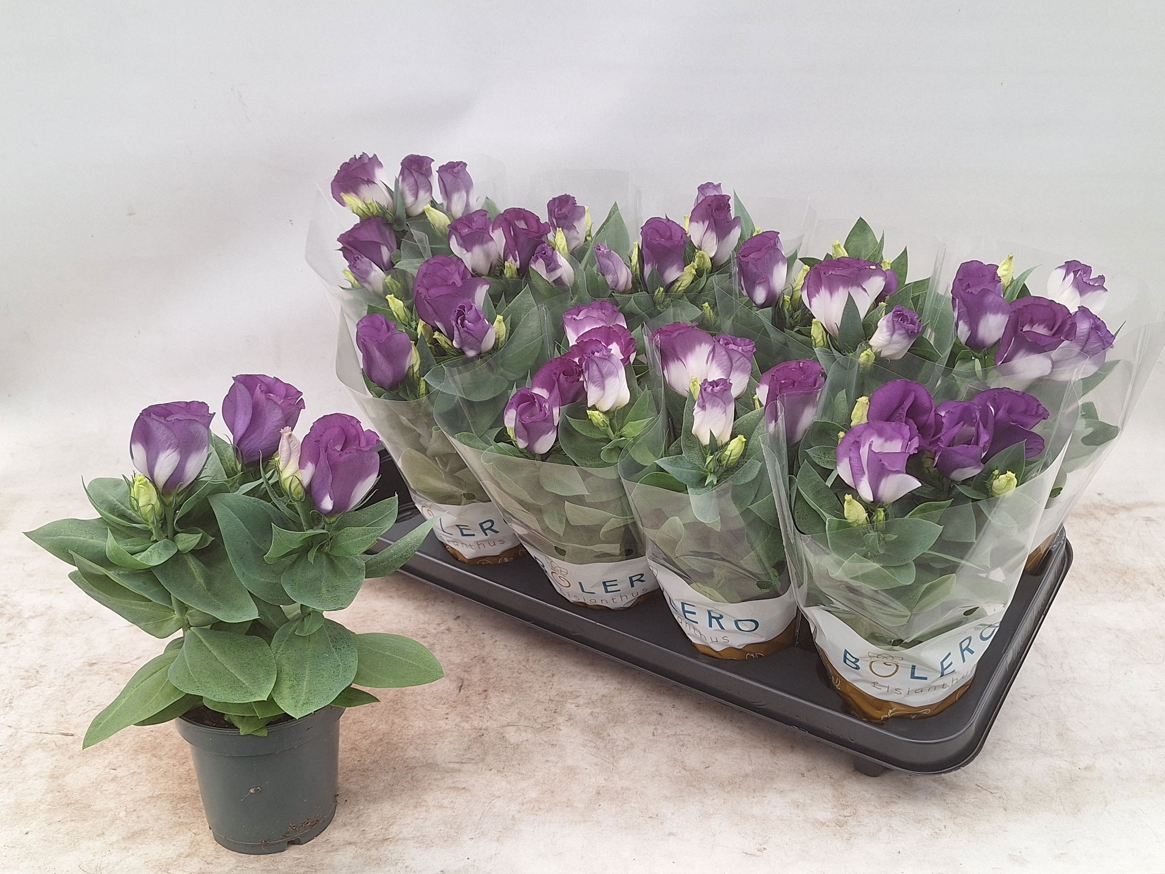 Горшечные цветы и растения оптом Eust Bolero Blue Rim от 10шт из Голландии с доставкой по России