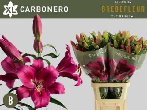 Срезанные цветы оптом Lilium or carbonero от 40шт из Голландии с доставкой по России