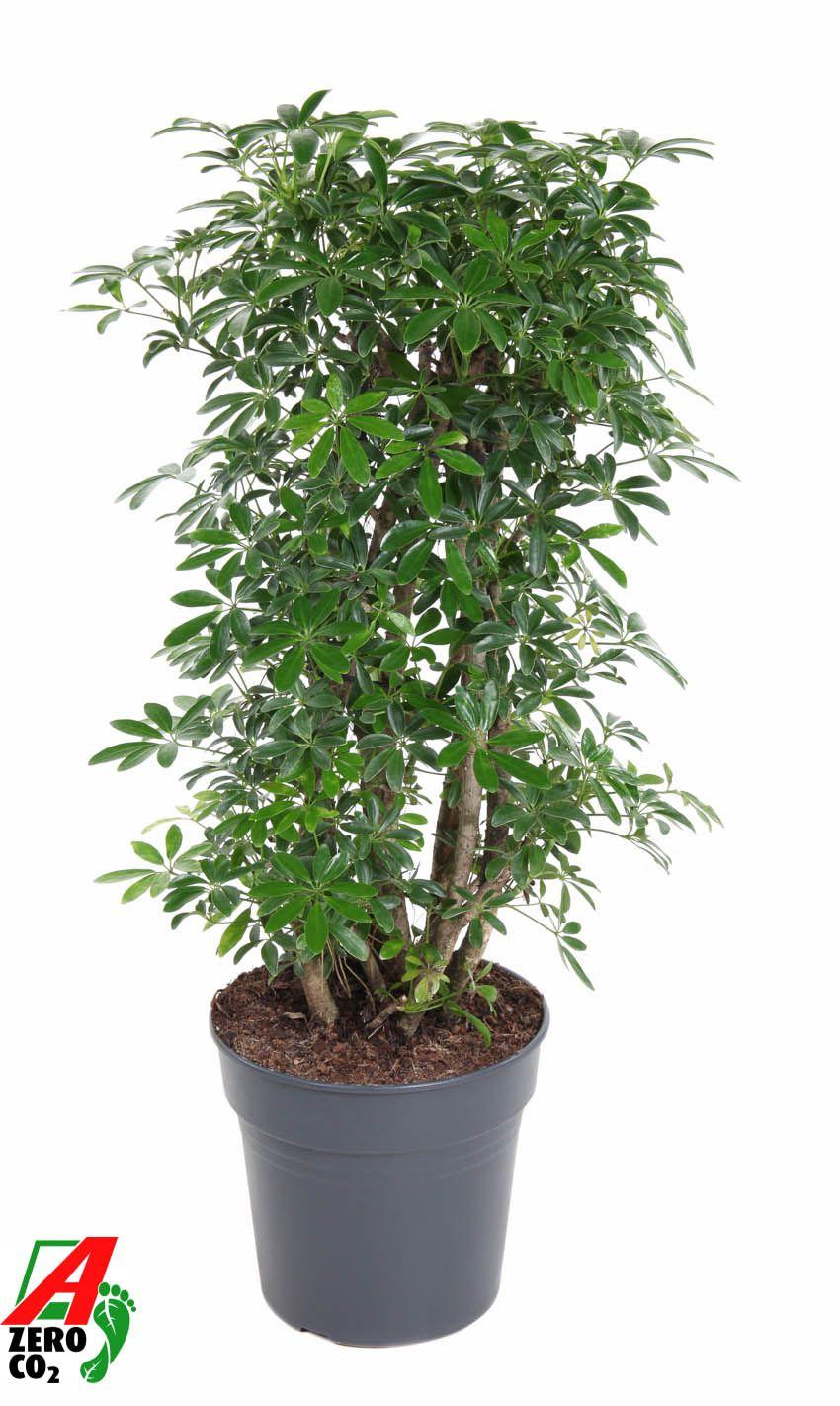 Горшечные цветы и растения оптом Schefflera Luseana Branched от 1шт из Голландии с доставкой по России