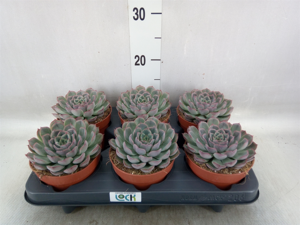 Горшечные цветы и растения оптом Echeveria   ... от 6шт из Голландии с доставкой по России