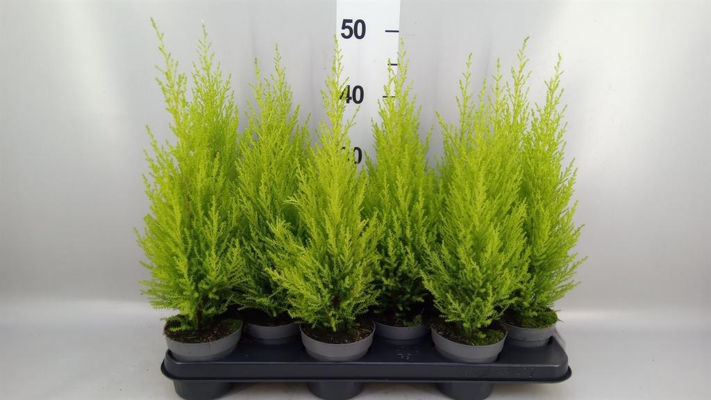 Горшечные цветы и растения оптом Cupressus Macro. goldcrest Wilma от 12шт из Голландии с доставкой по России