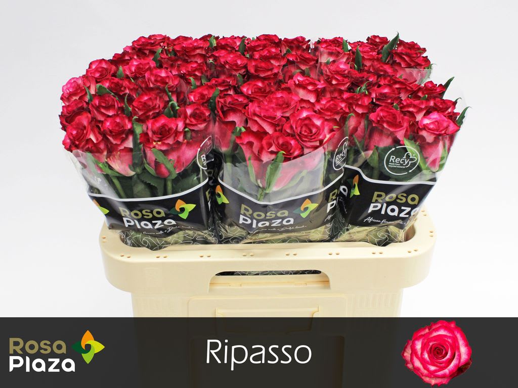 Срезанные цветы оптом Rosa large ripasso от 60шт. из Голландии с доставкой по России