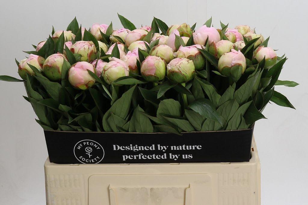 Срезанные цветы оптом Paeonia florence nicholls от 40шт из Голландии с доставкой по России