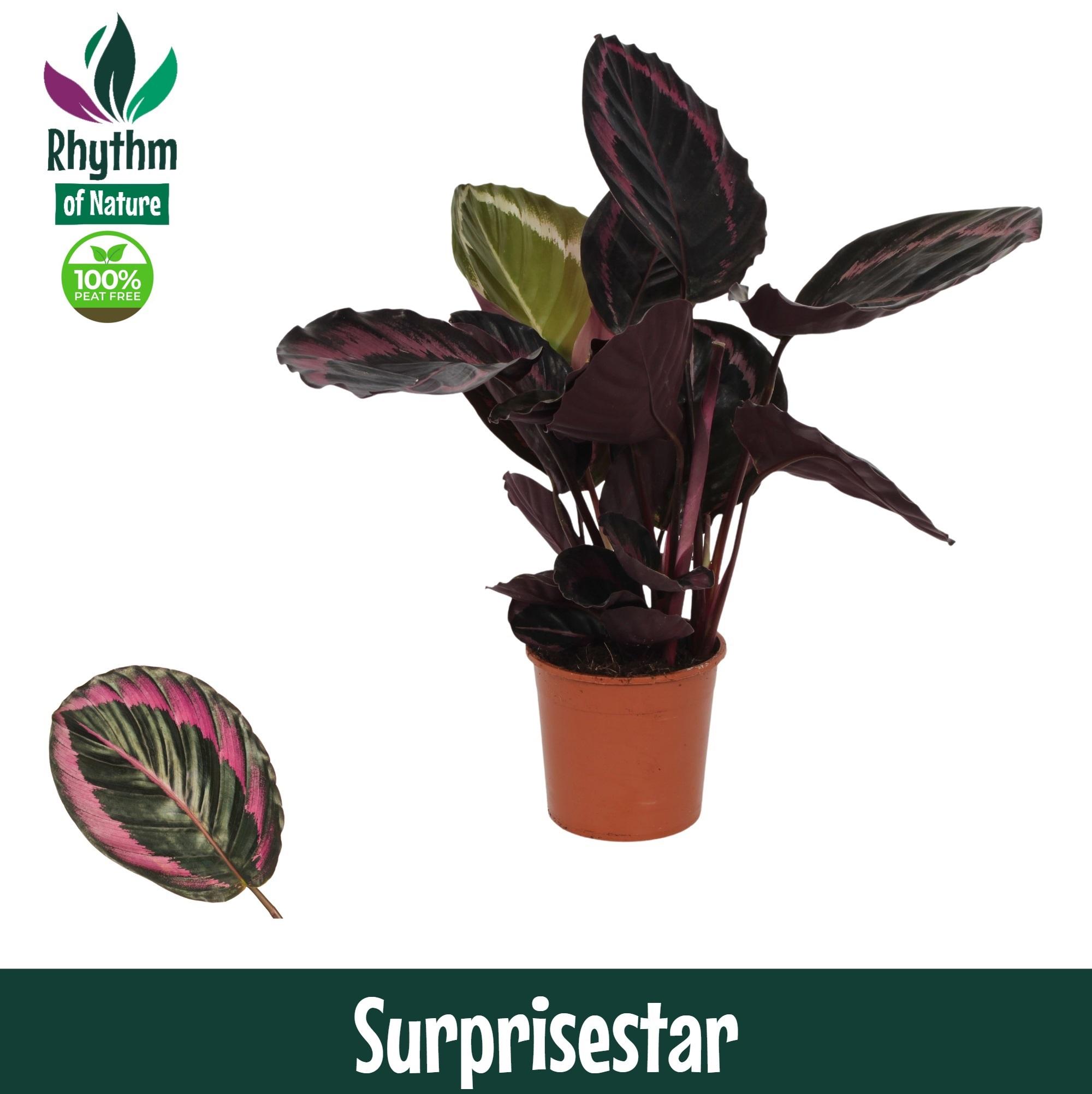 Горшечные цветы и растения оптом Calathea Surprisestar A от 8шт из Голландии с доставкой по России