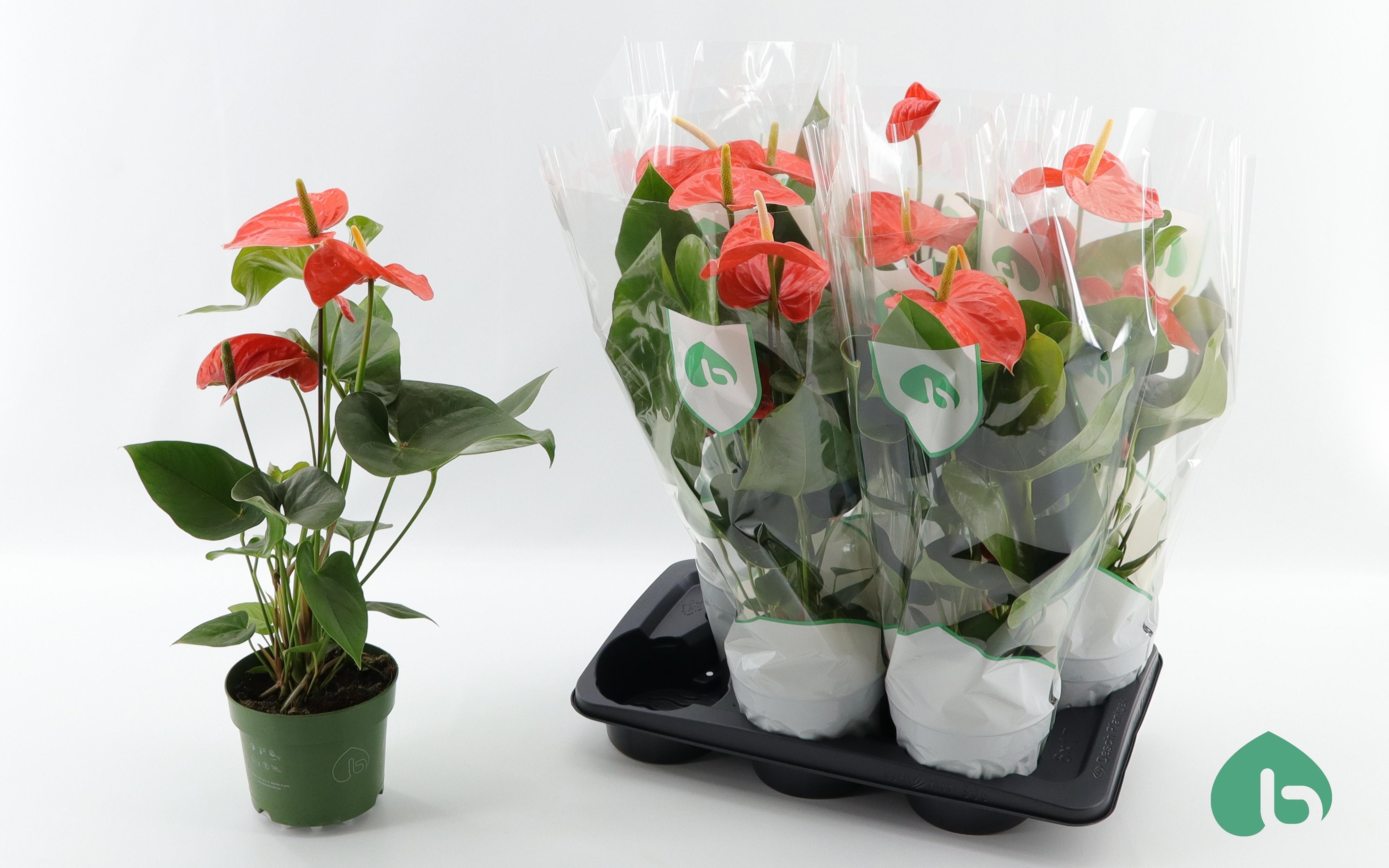 Горшечные цветы и растения оптом Anthu An Nebraska от 6шт из Голландии с доставкой по России