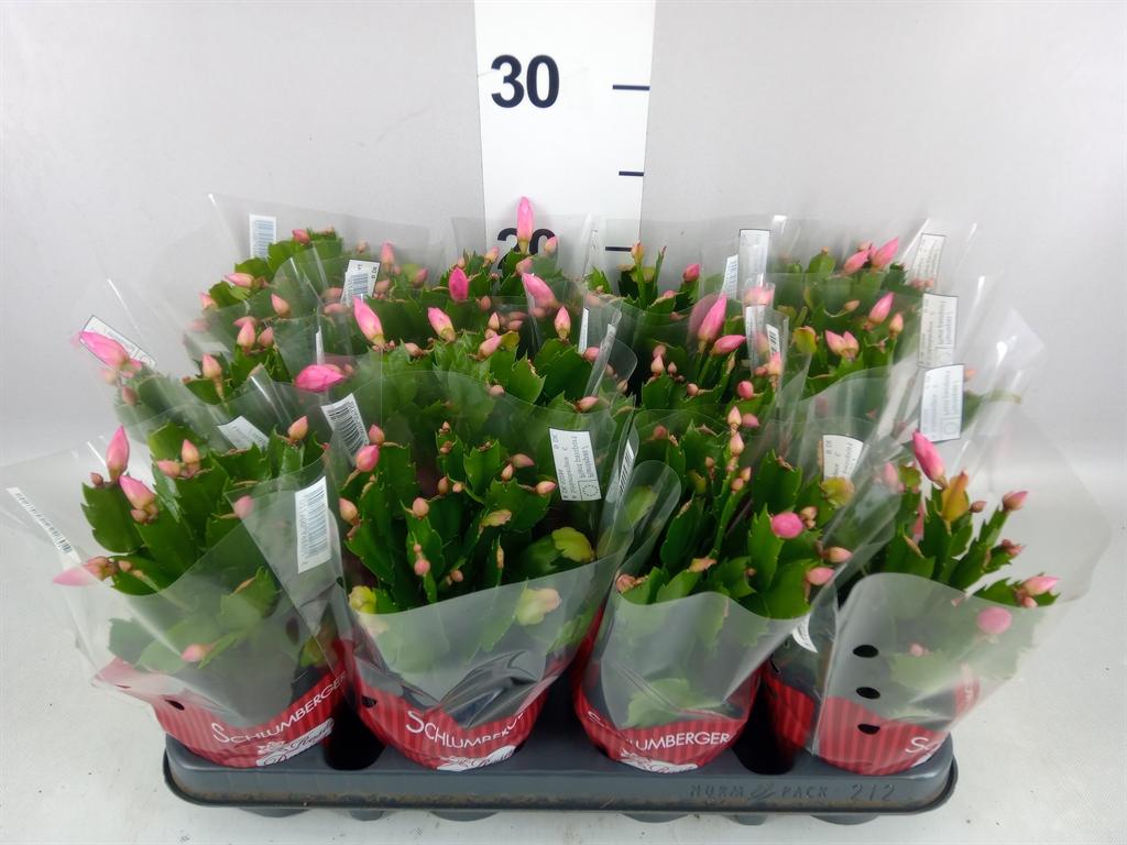 Горшечные цветы и растения оптом Schlumbergera ... от 12шт (для телеги) из Голландии с доставкой по России