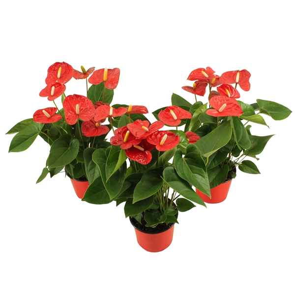 Горшечные цветы и растения оптом Anth An Jambo Red 5+ от 8шт из Голландии с доставкой по России