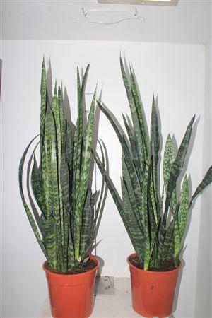 Горшечные цветы и растения оптом Sansev Zey от 1шт из Голландии с доставкой по России