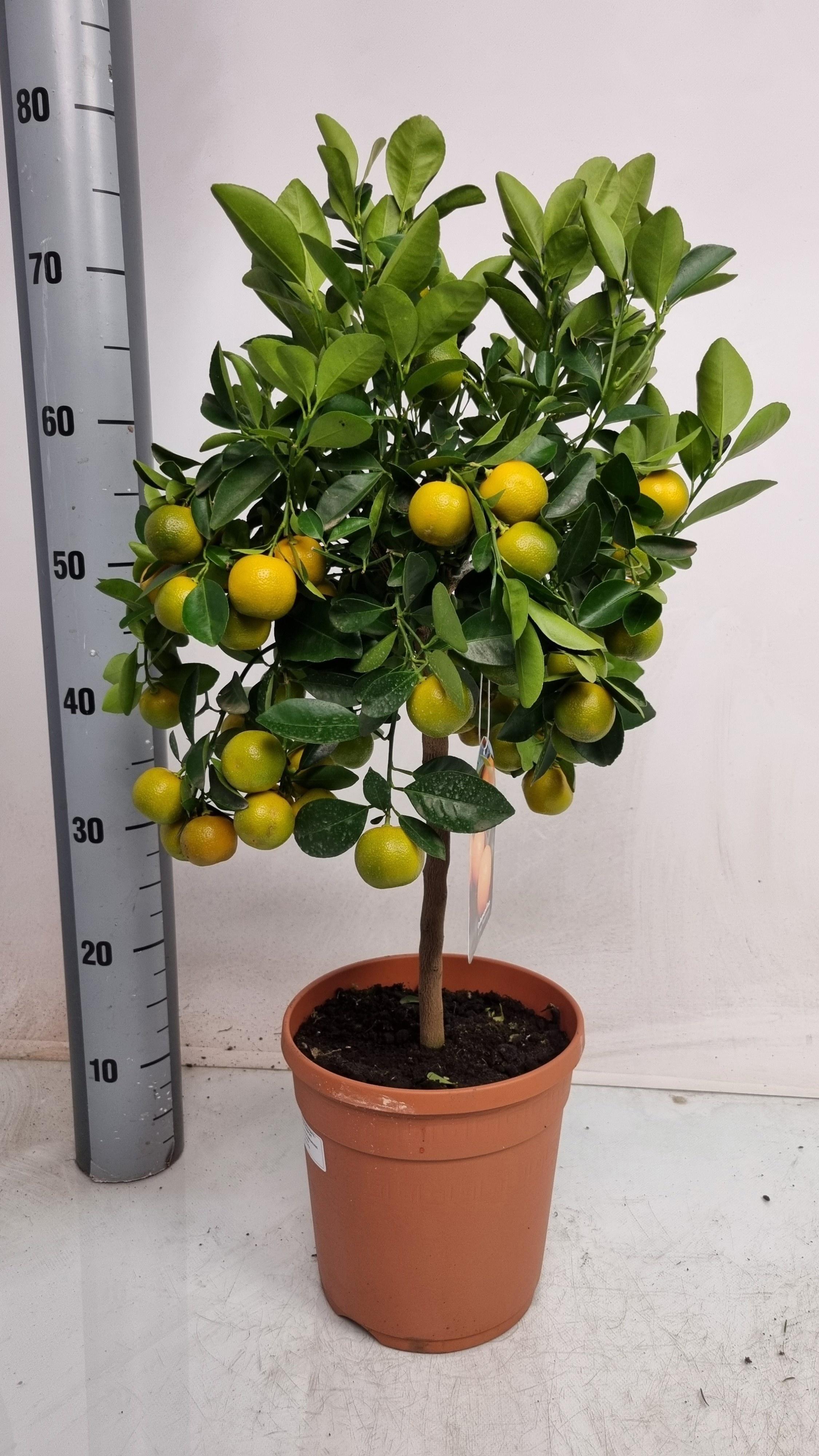 Горшечные цветы и растения оптом Citr Microcarpa от 1шт (для телеги) из Голландии с доставкой по России