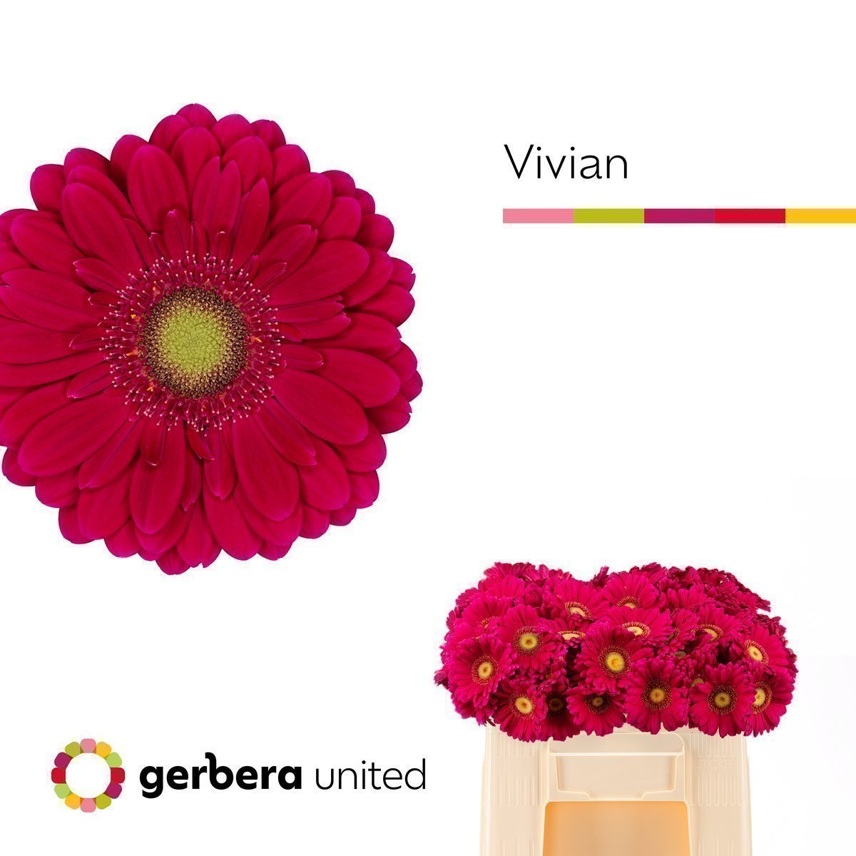 Срезанные цветы оптом Germini vivian от 80шт из Голландии с доставкой по России