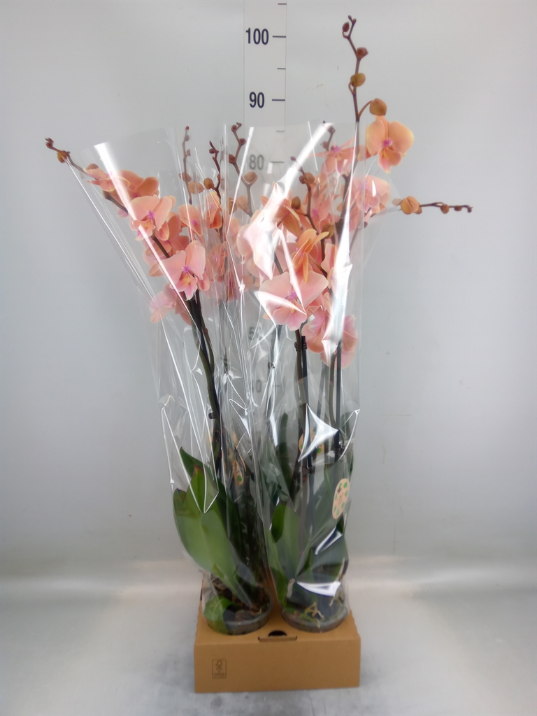 Горшечные цветы и растения оптом Phalaenopsis   ... от 4шт из Голландии с доставкой по России