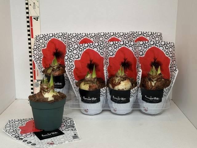 Горшечные цветы и растения оптом Hipp Ov от 8шт из Голландии с доставкой по России