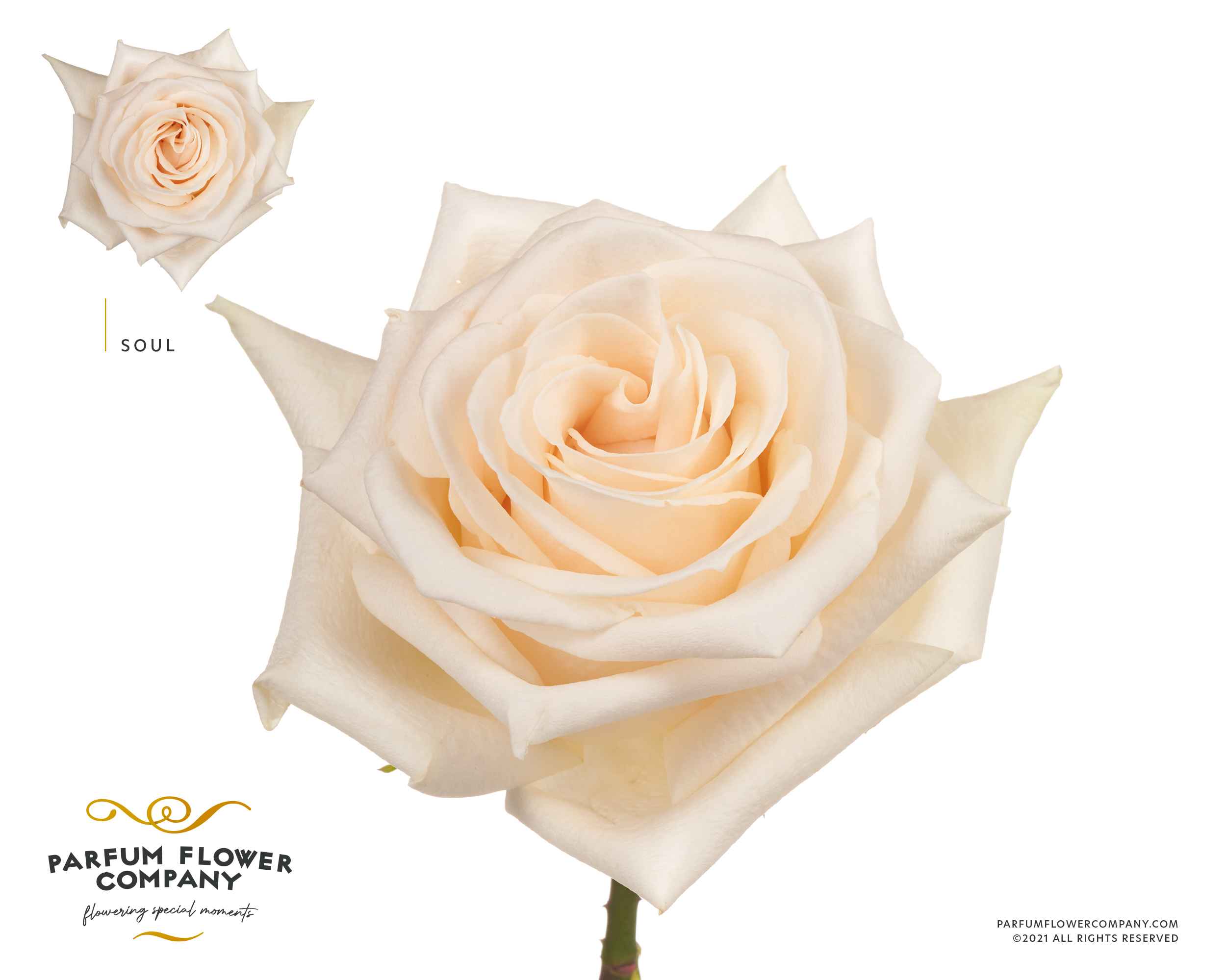 Срезанные цветы оптом Rosa la soul от 24шт из Голландии с доставкой по России