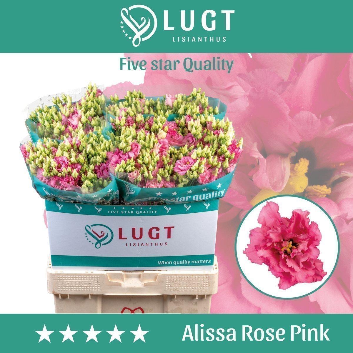 Срезанные цветы оптом Lisianthus do alissa rose pink от 50шт из Голландии с доставкой по России