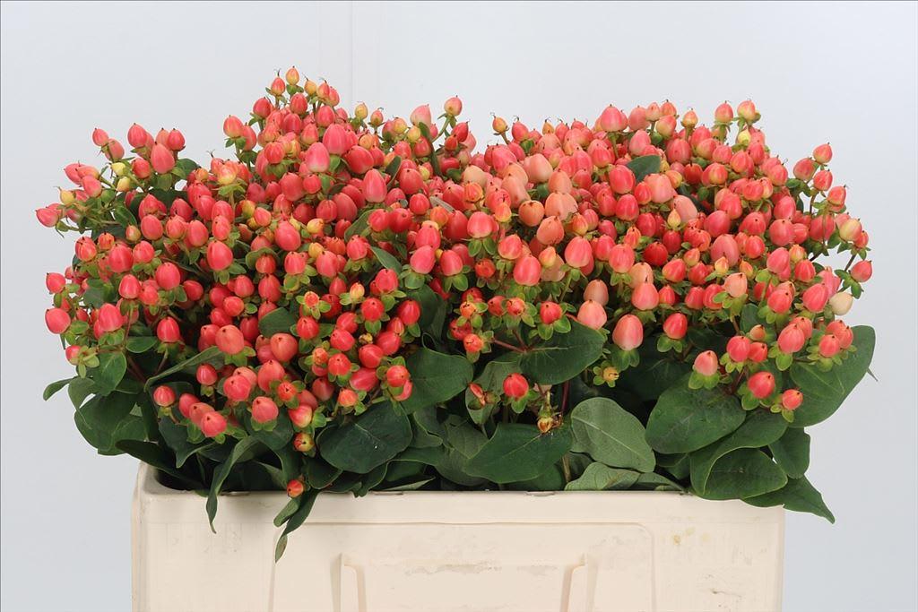 Срезанные цветы оптом Hypericum pink от 100шт из Голландии с доставкой по России