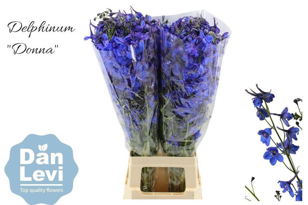 Срезанные цветы оптом Delphinium si donna A от 40шт из Голландии с доставкой по России