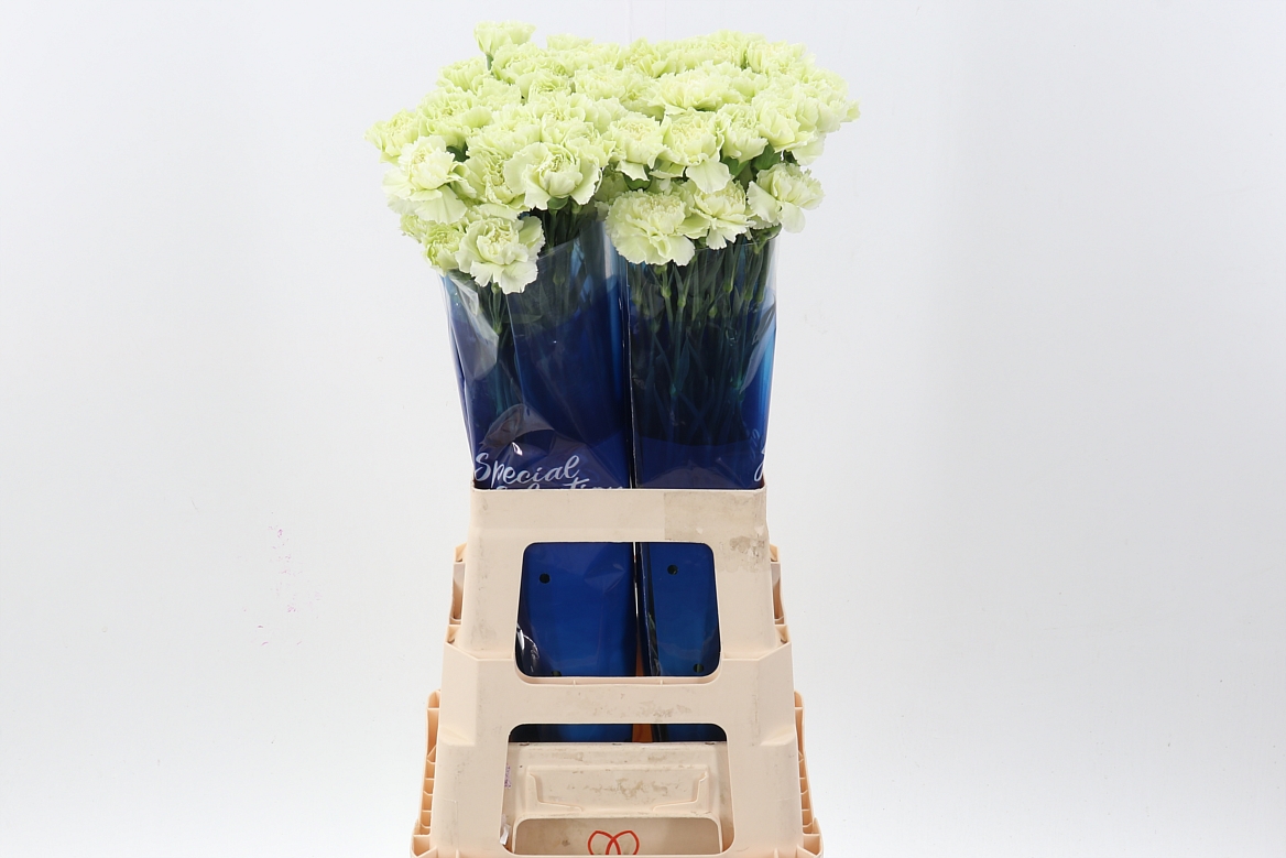 Срезанные цветы оптом Dianthus st prado mint от 40шт из Голландии с доставкой по России