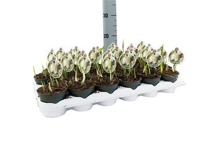 Горшечные цветы и растения оптом Fritillaria Meleagris Alba от 24шт из Голландии с доставкой по России