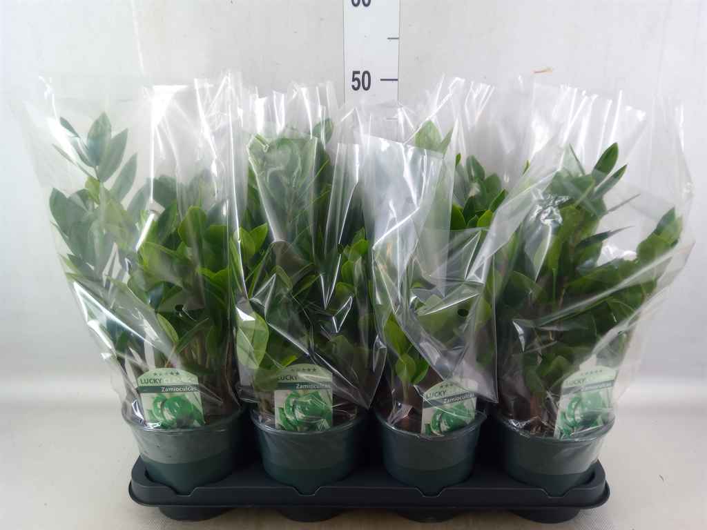 Горшечные цветы и растения оптом Zamioculcas Zamiifolia от 8шт из Голландии с доставкой по России