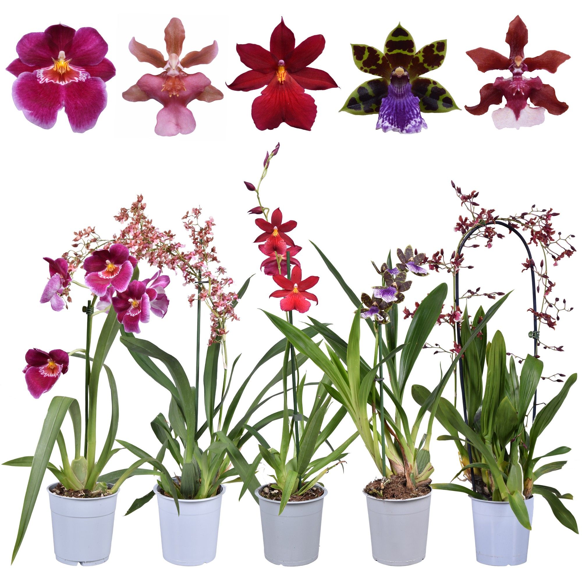Горшечные цветы и растения оптом Orchid 1st Smelling Mix от 10шт из Голландии с доставкой по России Горшечные цветы и растения оптом Orchid 1st Smelling Mix от 10шт из Голландии с доставкой по России