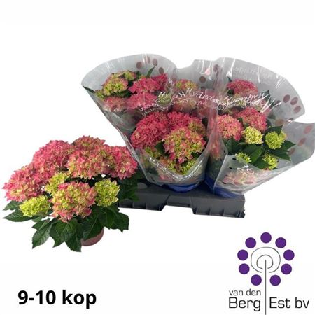 Горшечные цветы и растения оптом Hydr M Hi Ocean 9-10+ от 6шт из Голландии с доставкой по России