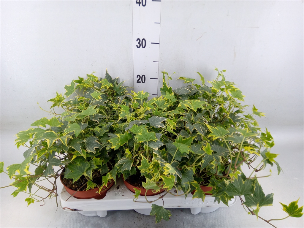 Горшечные цветы и растения оптом Hedera Helix   ...mix Varie Yello от 6шт из Голландии с доставкой по России